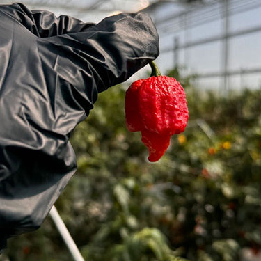 Tour of Heat Super Hot Seed Collection